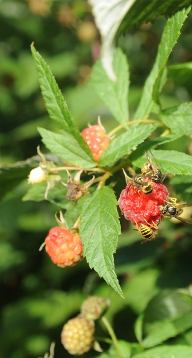 biologische landbouw op voedselbos