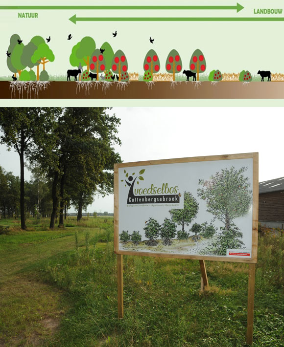 agroforestry nederland