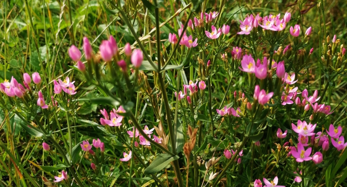 bloemen in voedselbos