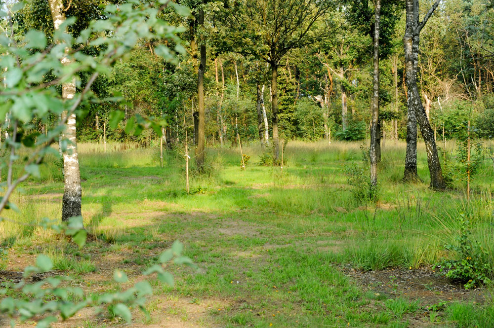 voedselbos aanplanten