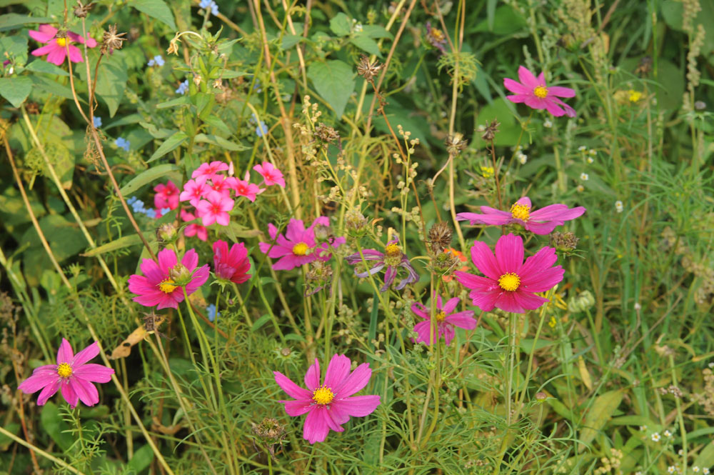 voedselbos bloemen