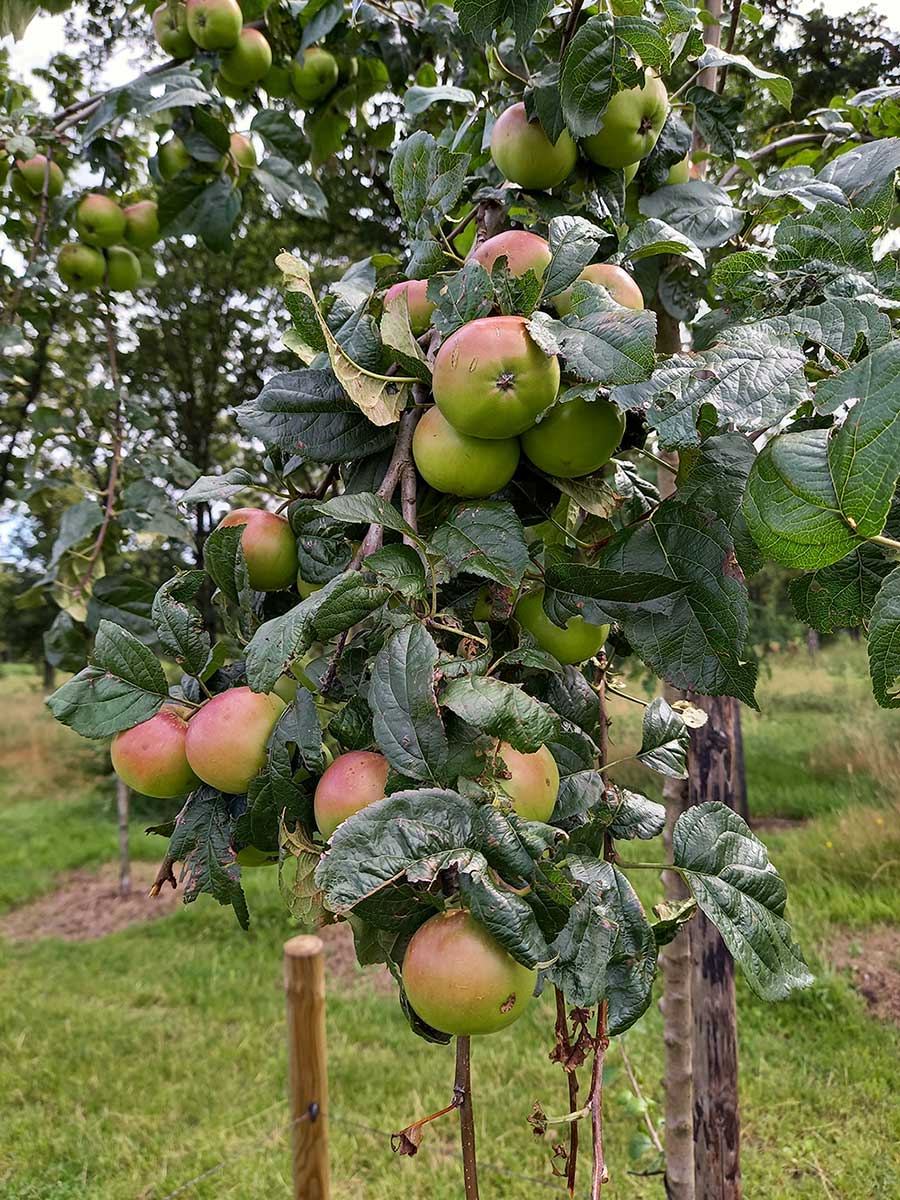 appels