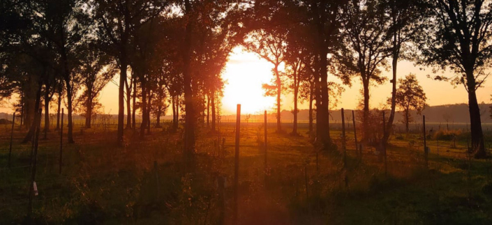 Zonsondergang Voedselbos Kattenbergsebroek